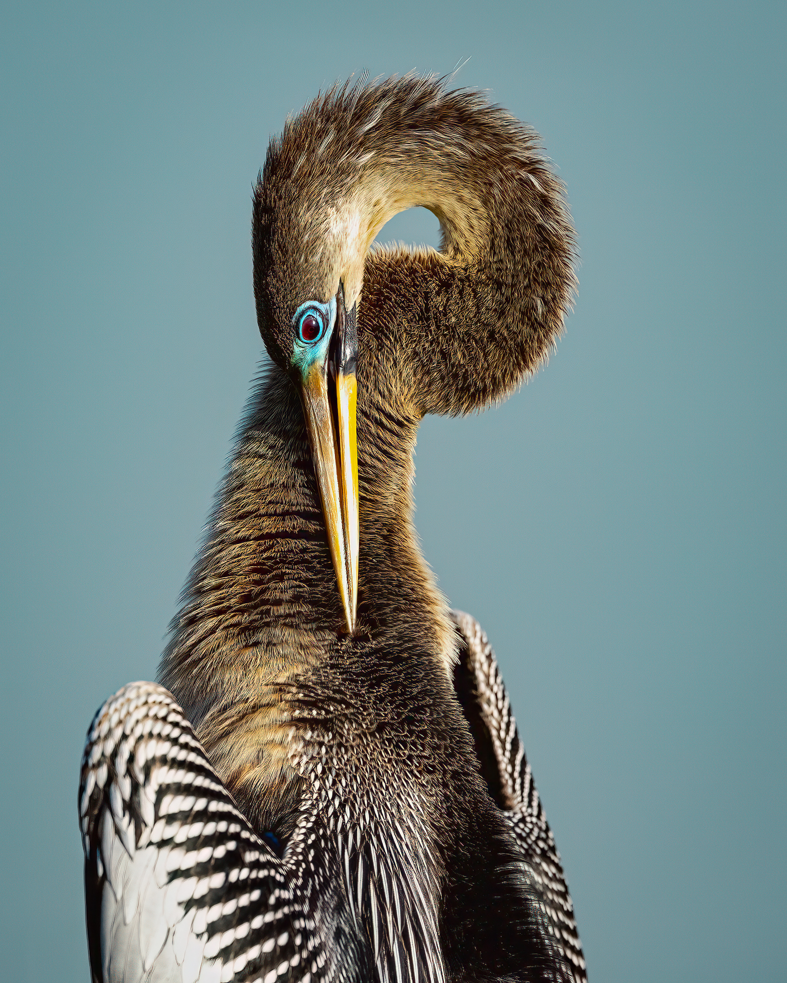 2nd PrizeOpen Color In Class 3 By Scott Becque For Preening SEP-2025.jpg